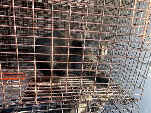 A663285, a cat for adoption from Harris County Pets