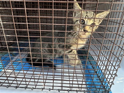 A663286, a cat for adoption from Harris County Pets