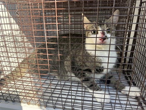 A663289, a cat for adoption from Harris County Pets