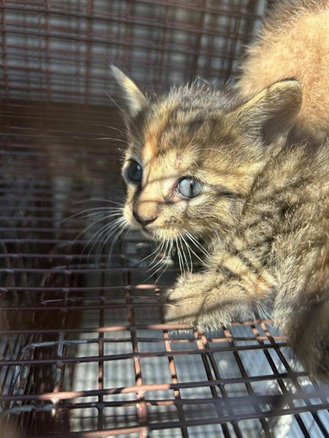A663290, a cat for adoption from Harris County Pets