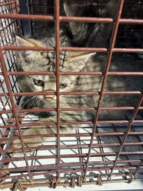 Unknown - Domestic Short Hair