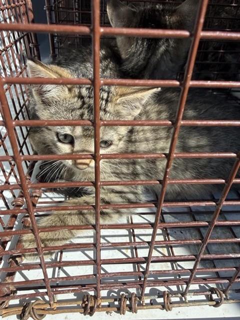 A663291, a cat for adoption from Harris County Pets