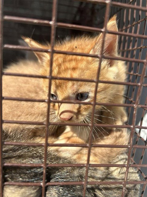 A663292, a cat for adoption from Harris County Pets