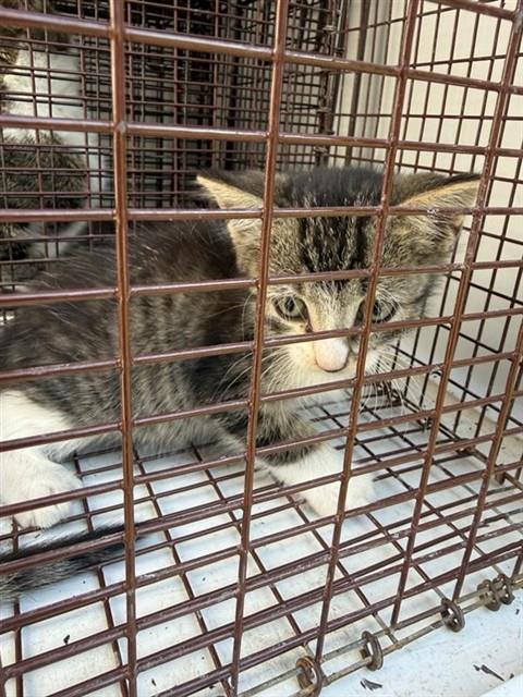 A663293, a cat for adoption from Harris County Pets