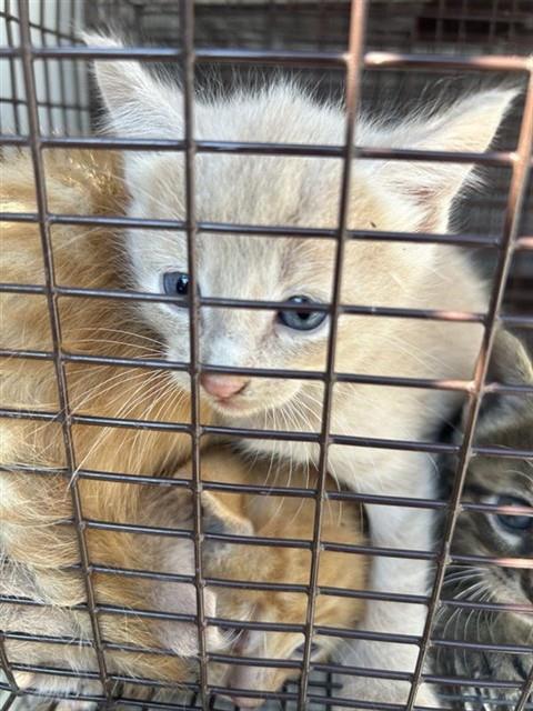 A663294, a cat for adoption from Harris County Pets