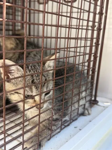 Unknown - Domestic Short Hair