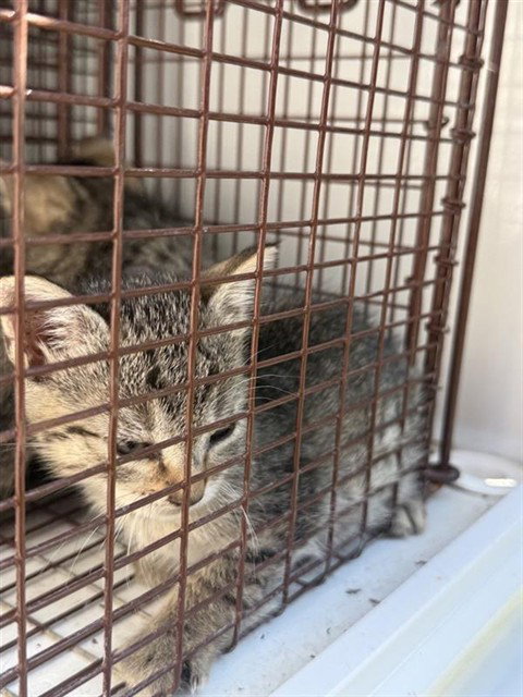 A663295, a cat for adoption from Harris County Pets