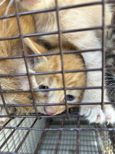 A663296, a cat for adoption from Harris County Pets