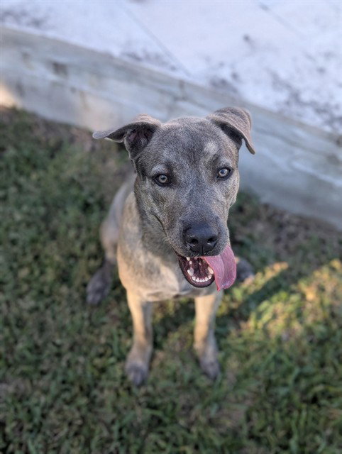 A663299, a dog for adoption from Harris County Pets