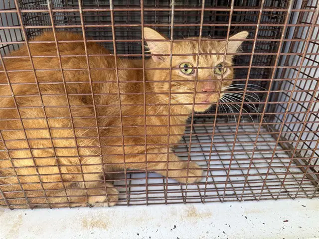Unknown - Domestic Short Hair