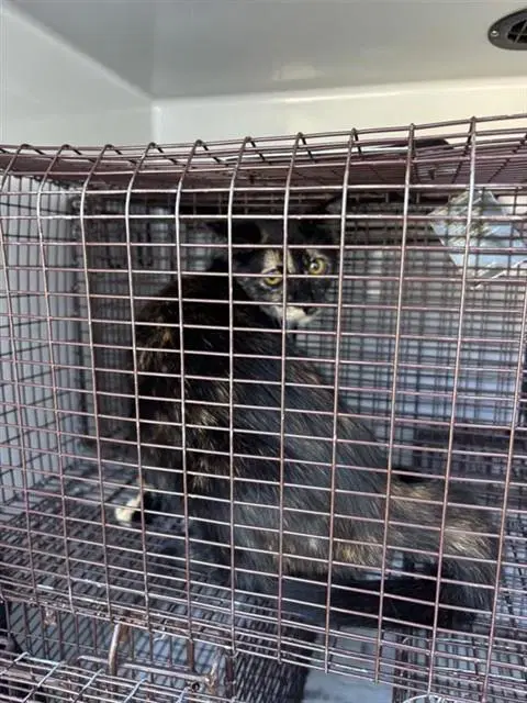 Unknown - Domestic Short Hair