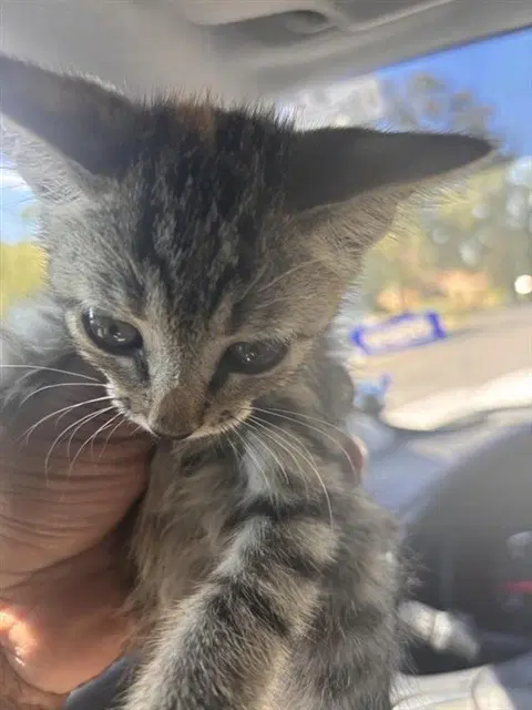 Unknown - Domestic Short Hair