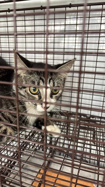 A663318, a cat for adoption from Harris County Pets