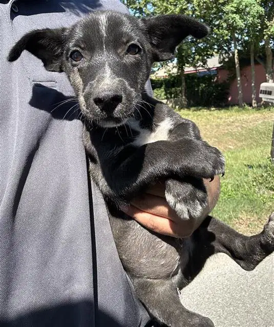 Unknown - Miniature Schnauzer