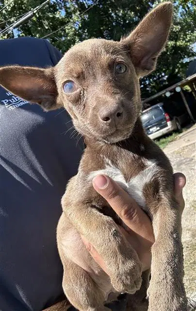 Unknown - Miniature Schnauzer
