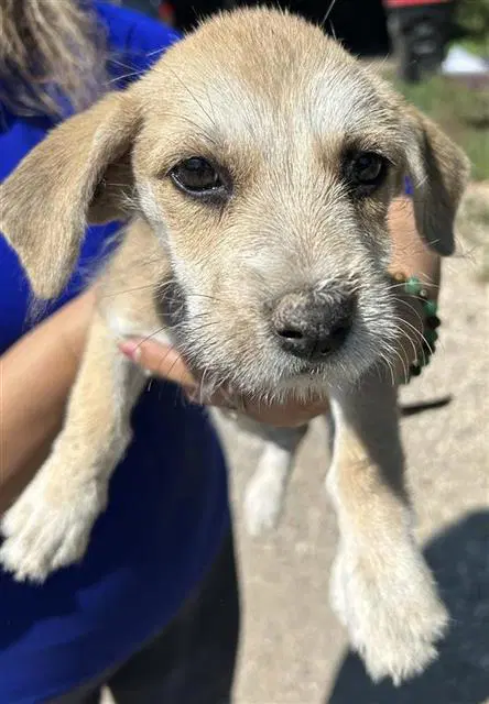 Unknown - Miniature Schnauzer