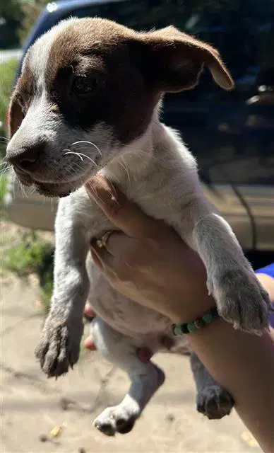 Unknown - Miniature Schnauzer