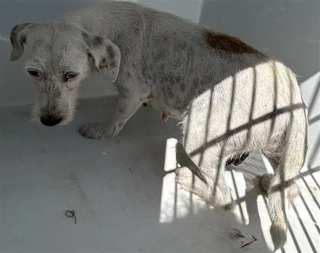 Unknown - Miniature Schnauzer