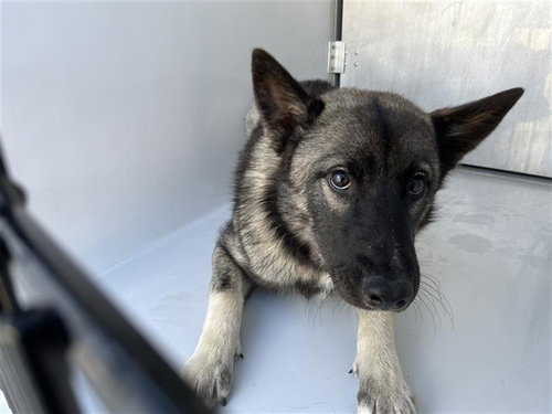 A663358, a dog for adoption from Harris County Pets