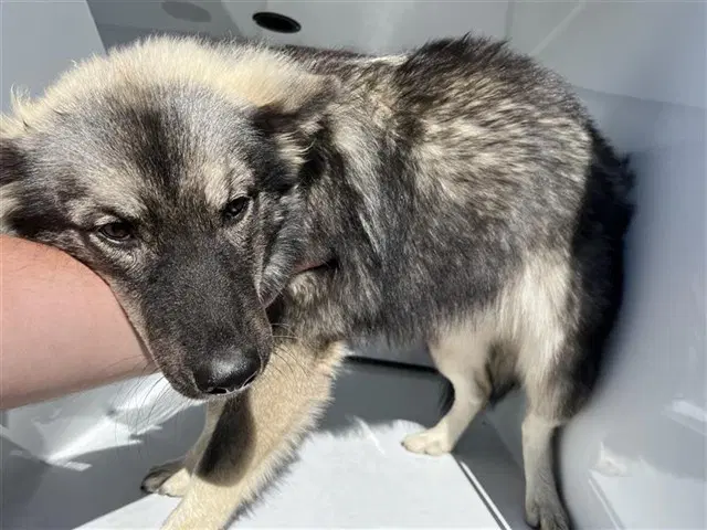Unknown - German Shepherd Dog