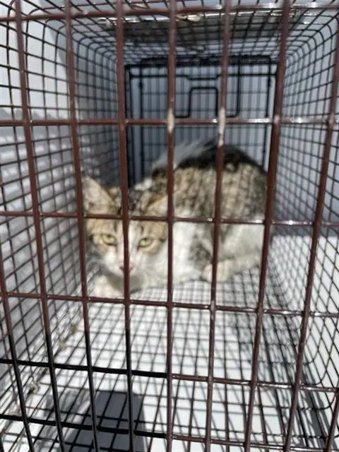 Unknown - Domestic Short Hair