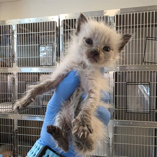 A663378, a cat for adoption from Harris County Pets