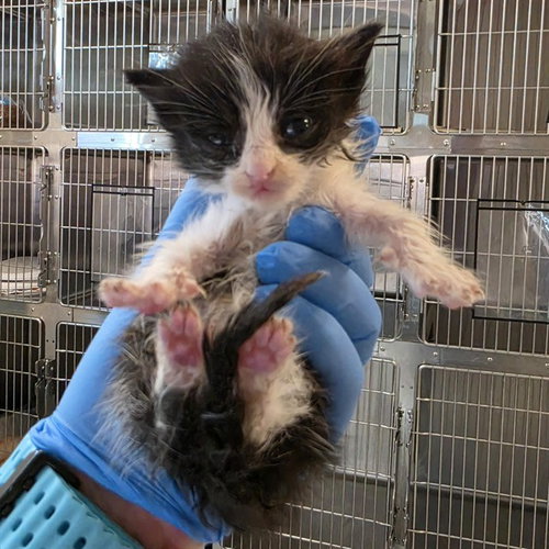 A663379, a cat for adoption from Harris County Pets