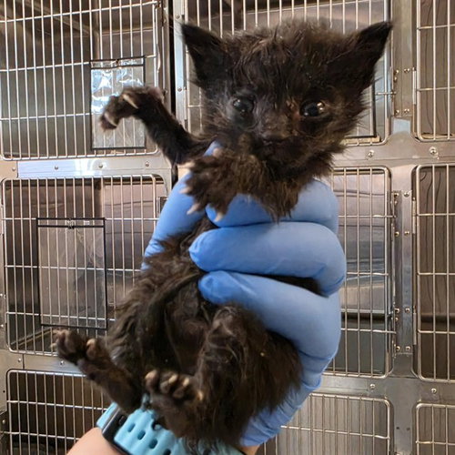 A663380, a cat for adoption from Harris County Pets