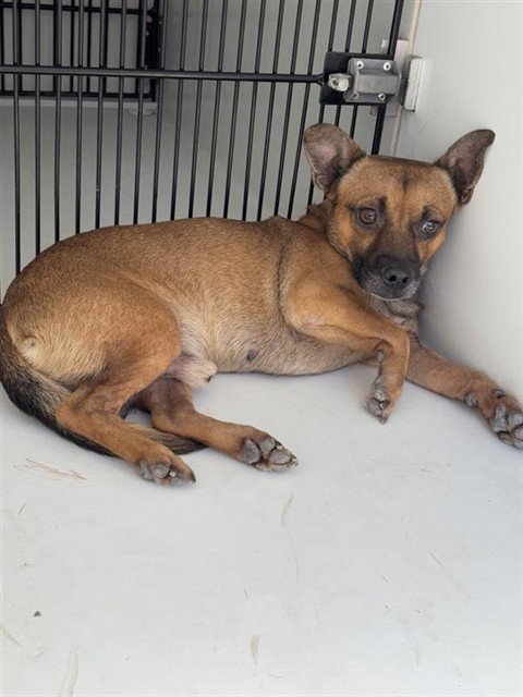 A663371, a dog for adoption from Harris County Pets
