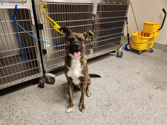 Unknown - Plott Hound