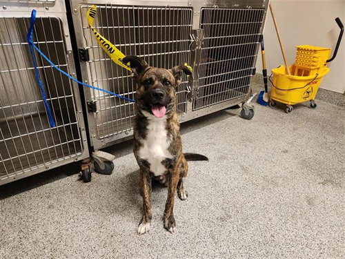 A663391, a dog for adoption from Harris County Pets