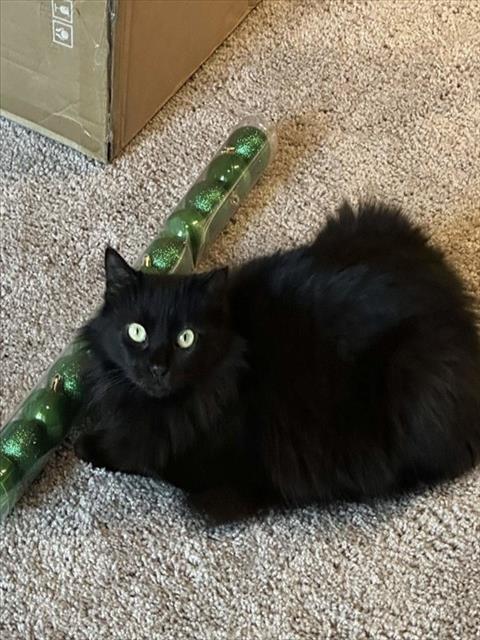 SUMI, a cat for adoption from Harris County Pets