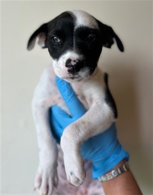 LOLA, a dog for adoption from Harris County Pets