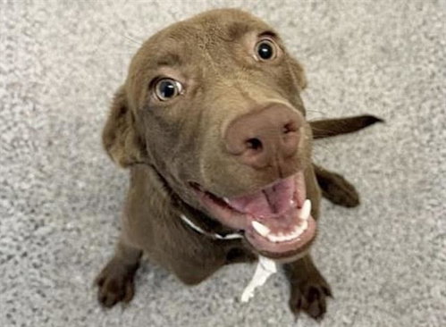 FANTA, a dog for adoption from Harris County Pets