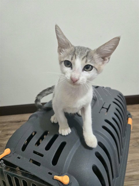 COFFEE, a cat for adoption from Harris County Pets