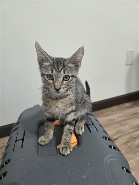 BROWNIE, a cat for adoption from Harris County Pets