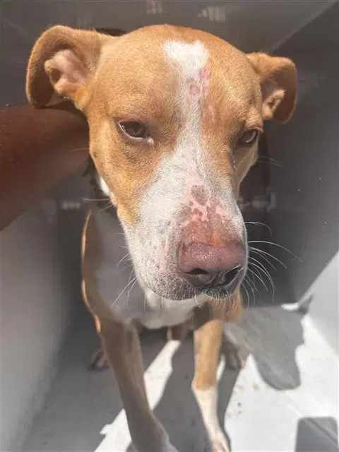 Unknown - Pit Bull Terrier