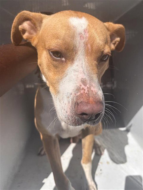 A663398, a dog for adoption from Harris County Pets