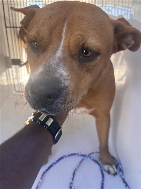 BELLA, a dog for adoption from Harris County Pets