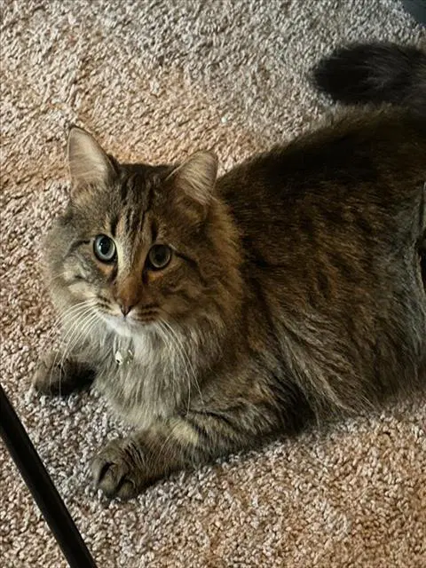 Brownie - Domestic Short Hair
