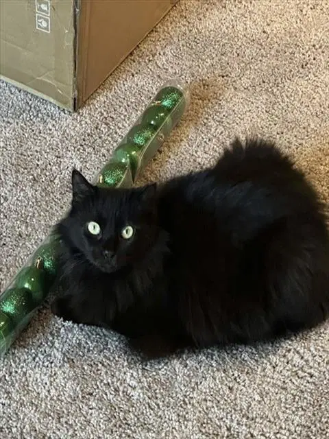 Sumi - Domestic Medium Hair