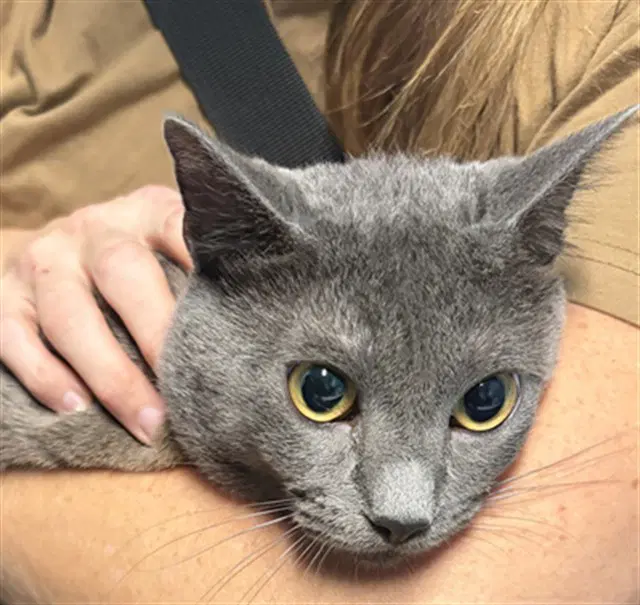 Castro - Domestic Short Hair
