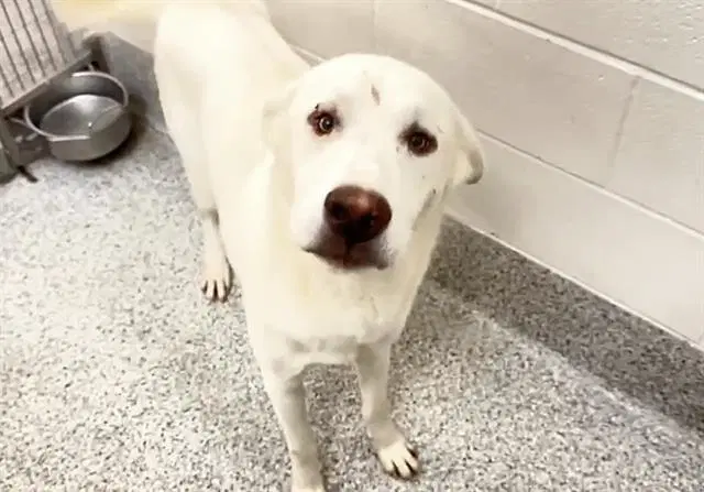 Crosby - Labrador Retriever