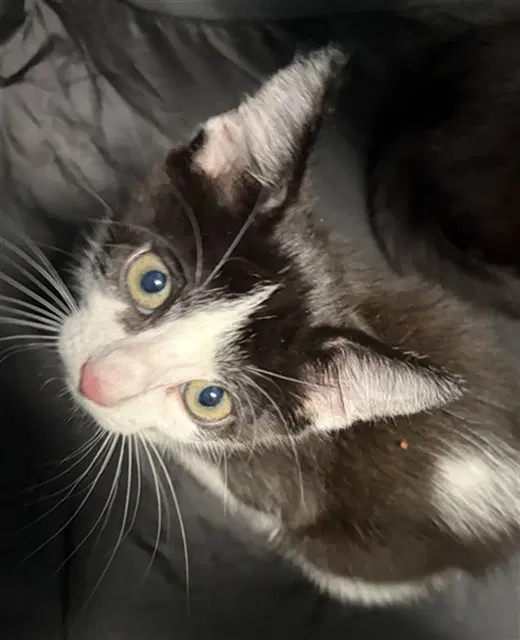 Domino - Domestic Short Hair
