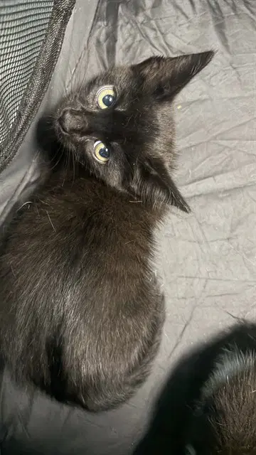 Jesse - Domestic Short Hair