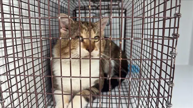 Unknown - Domestic Short Hair