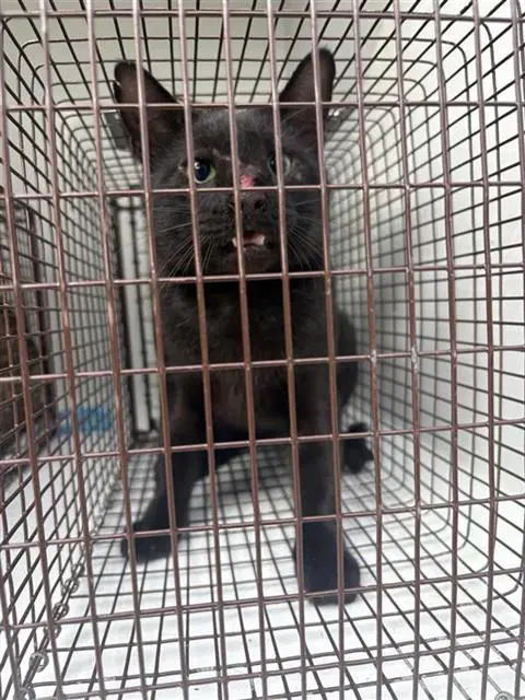 Unknown - Domestic Short Hair