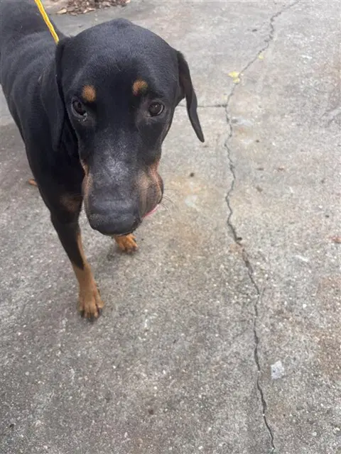 Unknown - Doberman Pinscher