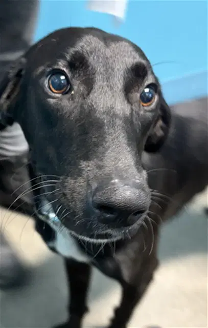 Goofy - Labrador Retriever
