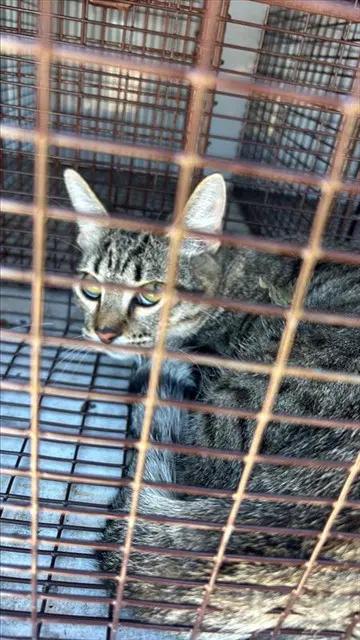 Unknown - Domestic Short Hair